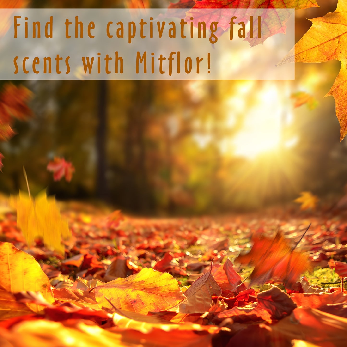 MitFlor Autumn Essential Oils Set for Diffusers